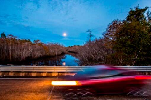 Big Bend Scenic Byway runs through the St. Marks National Wildlife Refuge, part of the Great Florida Birding Trail that’s prime for spotting more than 300 species of birds.