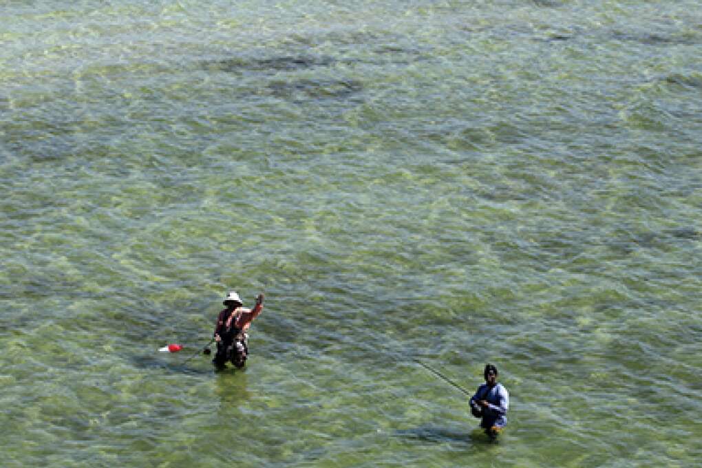 fishing near the Courtney Campbell Bridge highway