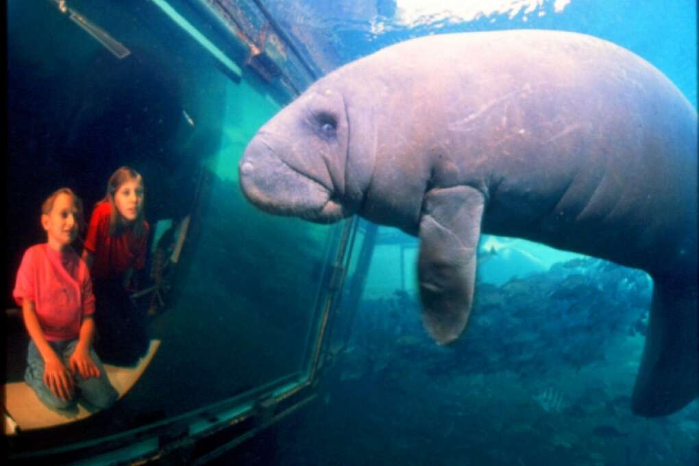 recreational activities in florida manatee sightings