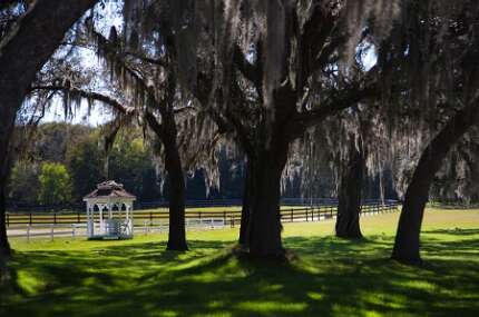 grand-oaks-resort-horses-photo-glade.jpg