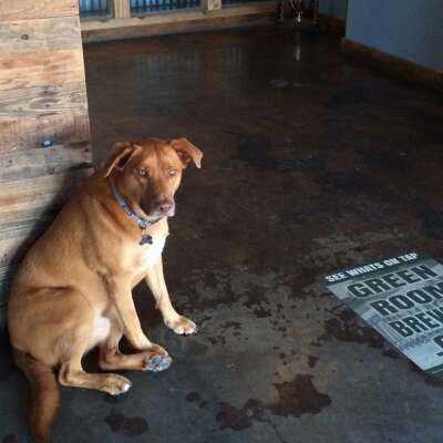 Have dogs? Green Room Brewing is pet-friendly