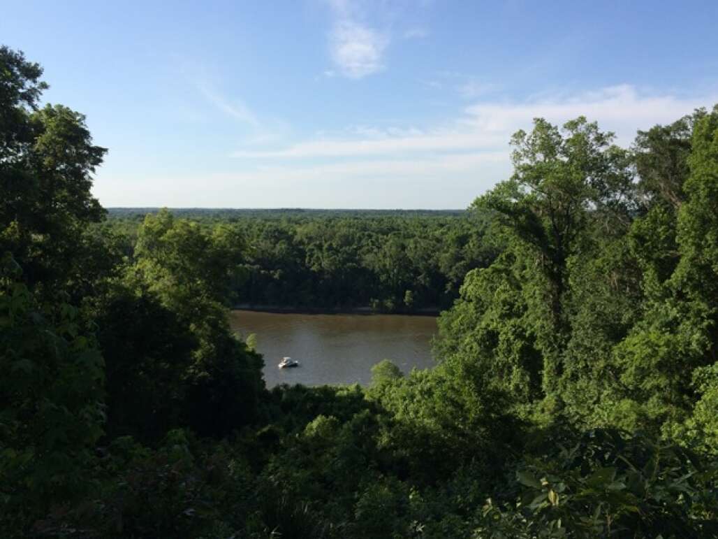 Torreya Overlook