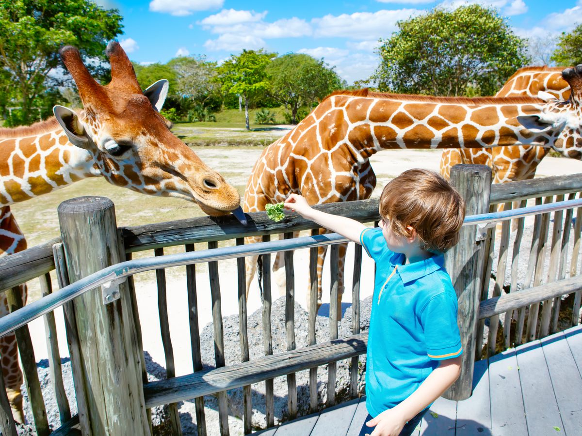 Feeding giraffes is a family pastime at Zoo Miami, the largest tropical zoo in the continental United States. 