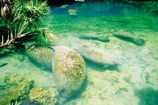 Manatees in freier Wildbahn