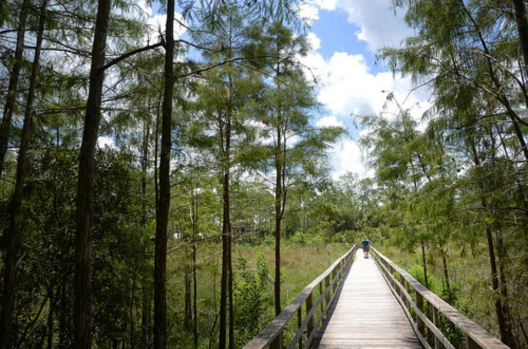 A boardwalk leads into Corkscrew Swamp Sanctuary, which occupies around 13,000 acres in the western Everglades. 