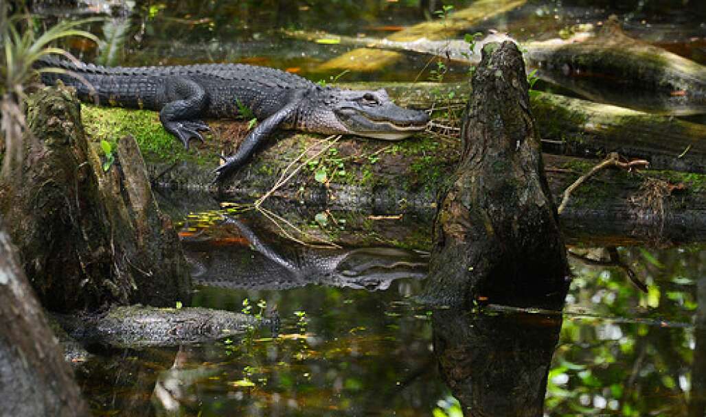 If you don’t see an alligator during an Everglades visit, especially when traveling through Big Cypress National Preserve, you’re doing something wrong. 