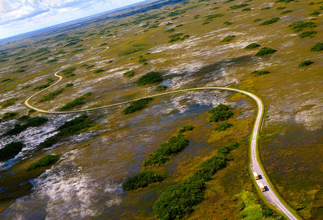 Take the tram on the 15-mile Shark Valley loop in the Everglades if you want to get close, but not too close, to a lot of alligators. 