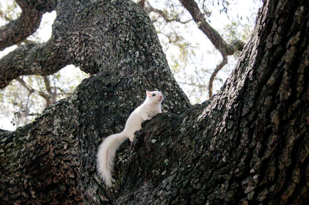 White squirrel at the Ocklochonee River State Park in Florida. 