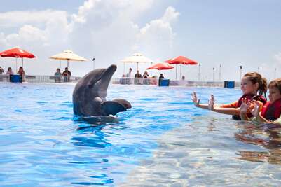 Marineland has a range of options for interacting with the dolphins, including getting in the 1-million-gallon tank with the mammals.