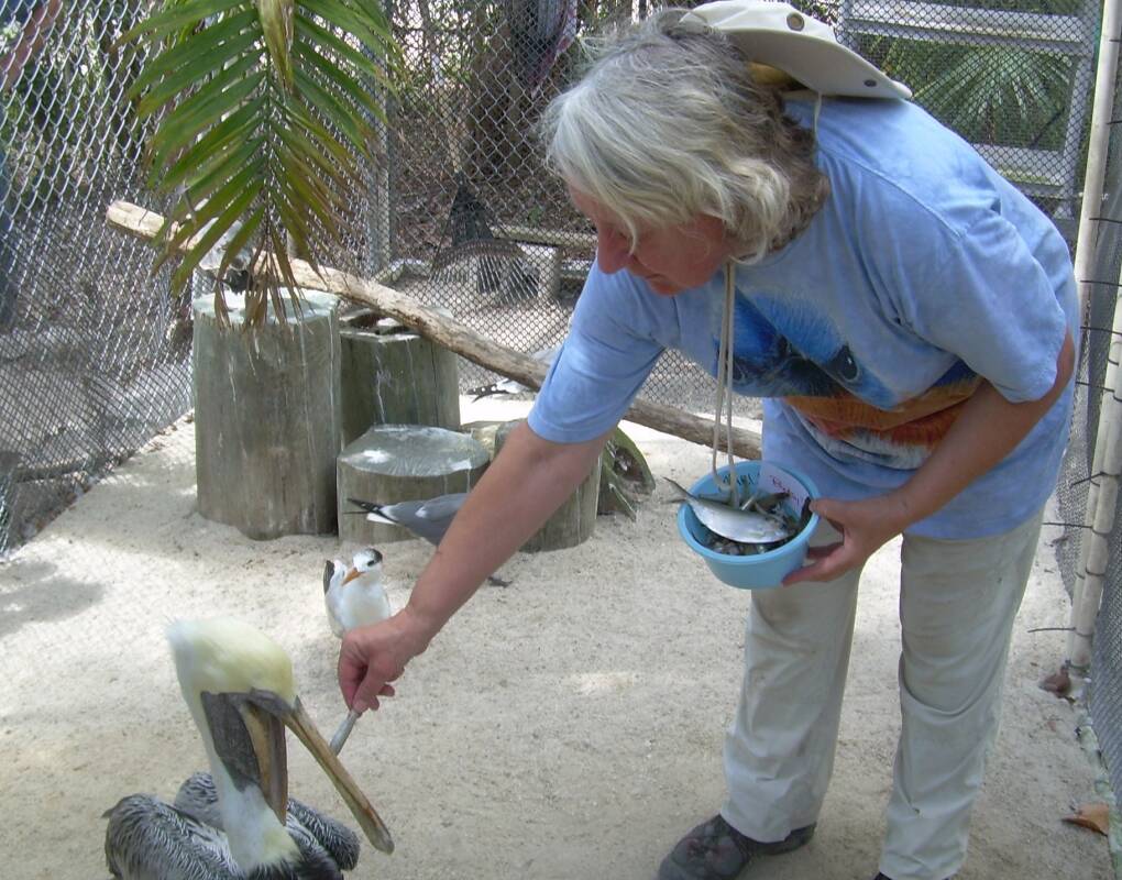 Pat Seifert from Montreal feeds Betsy, a blind brown pelican, at the Marathon Wild Bird Center.