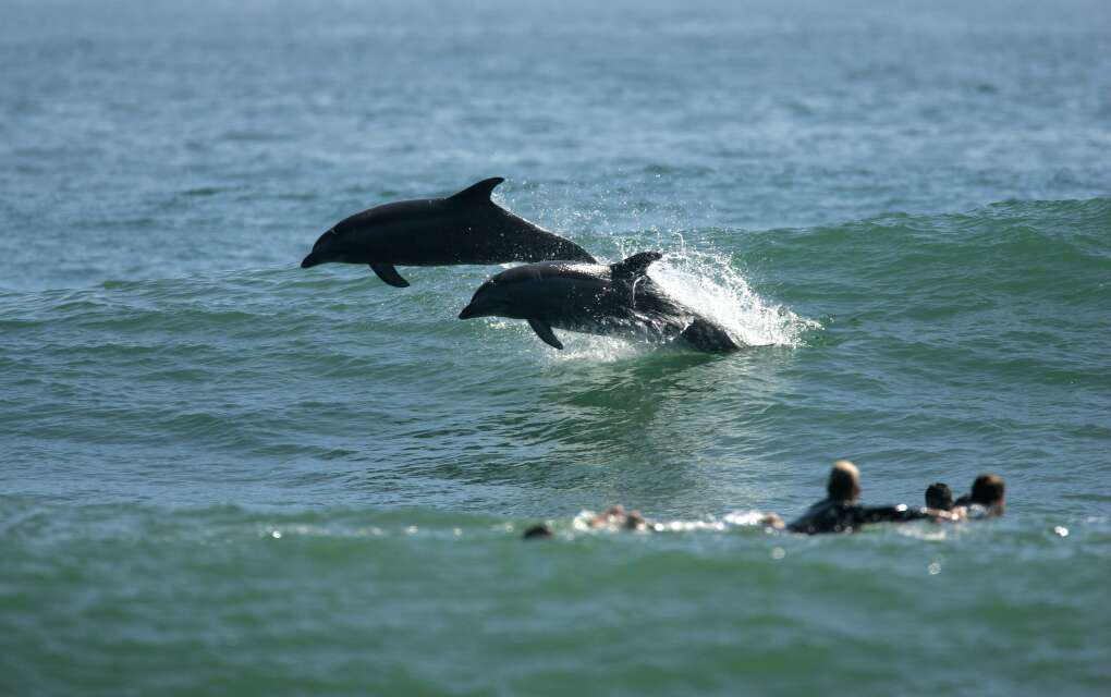 surfers watching dolphins swimming at flagler beach