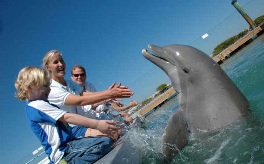 Encuentros con los delfines en Hawks Cay Resort