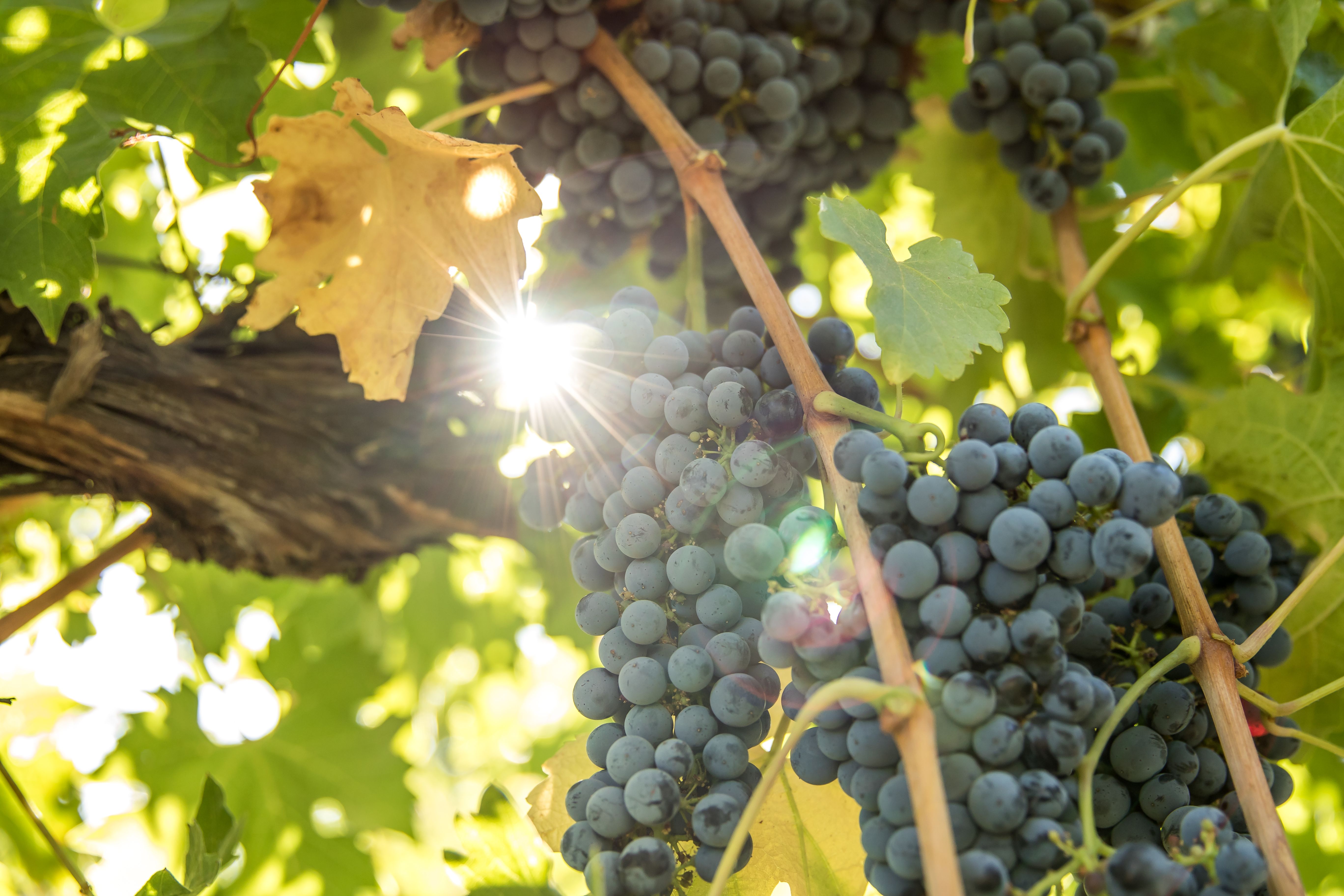grape clusters on the vine
