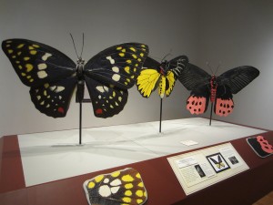 Butterflies