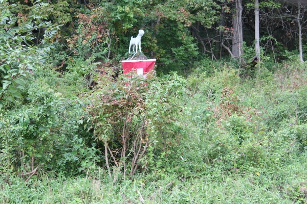 A statue of Fred the goat on the hill in one of his favorite spots.