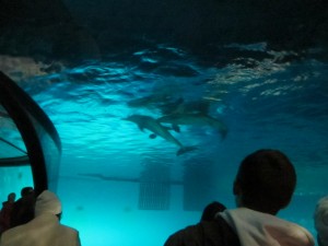 IMG_7806