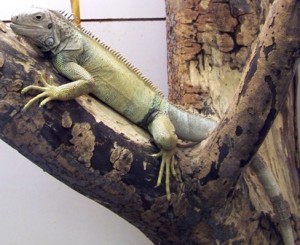 iguana  NS - Copy