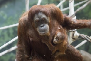 Baby Asmara clings to her mother.
