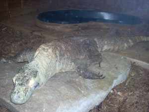 zoo Komodo