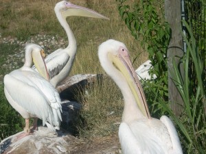 zoo storks