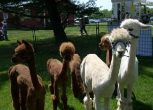 Alpacas