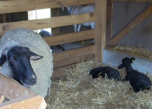 sheep