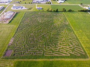 corn maze