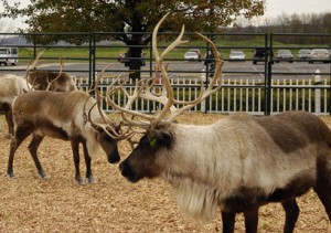 0794ReindeerRisingStar_KendalMiller72dpi