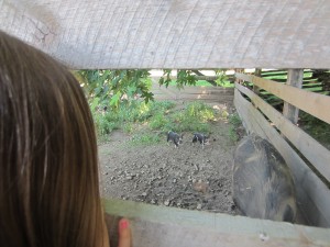 IMG_0678