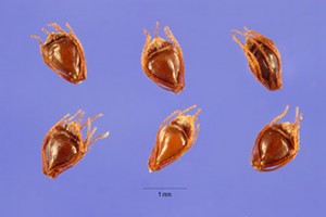 eleocharis seeds, USDA, NRCS, Plants database