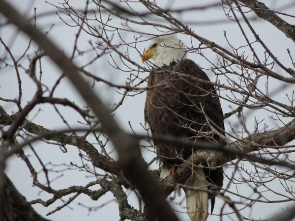 Eagles at Monroe Lake, Outdoor Adventure in Indiana