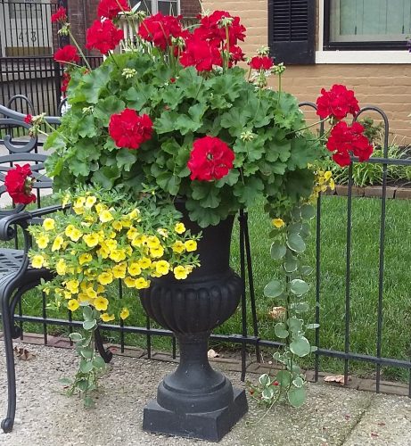 Madison in Bloom