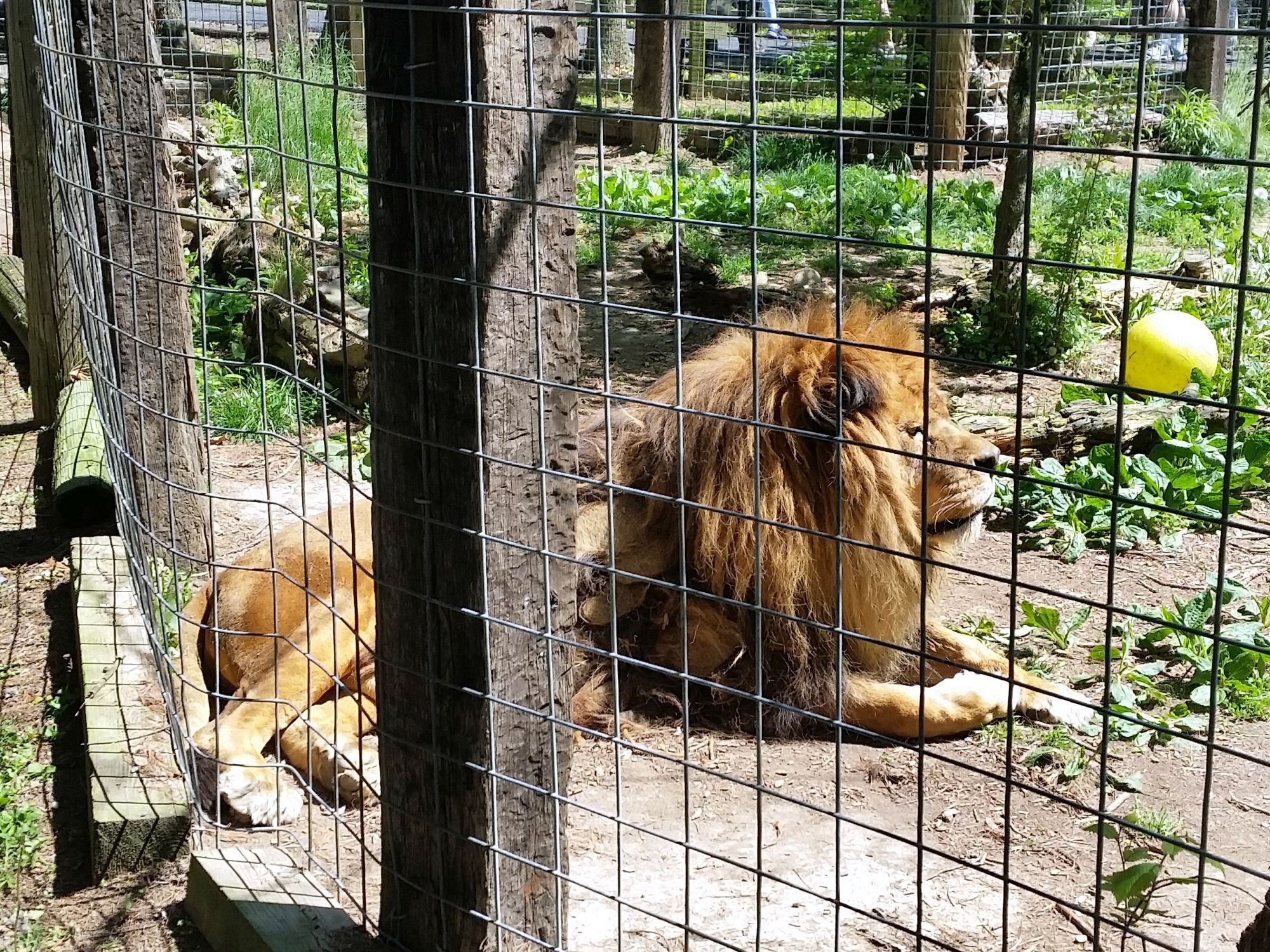 Lions, Tigers & Beer? Black Pine Animal Sanctuary allows guests to