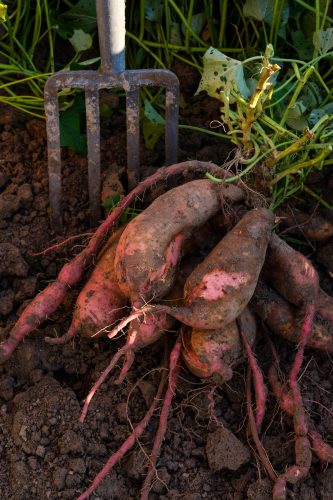 produce digging