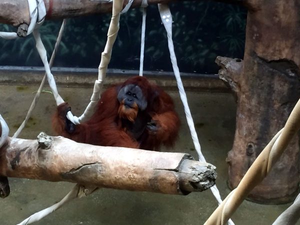 orangatan-fort-wayne-childrens-zoo-indonesian-rain-forest