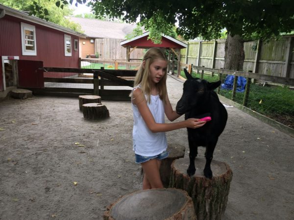 goat-brushing-fort-wayne-childrens-zoo-indiana