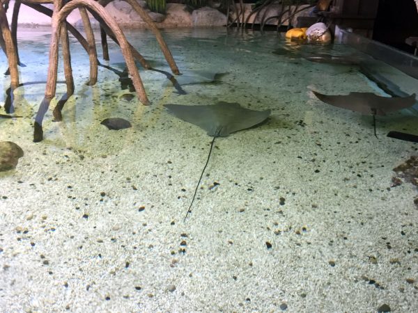 stingray-bay-fort-wayne-childrens-zoo-indiana