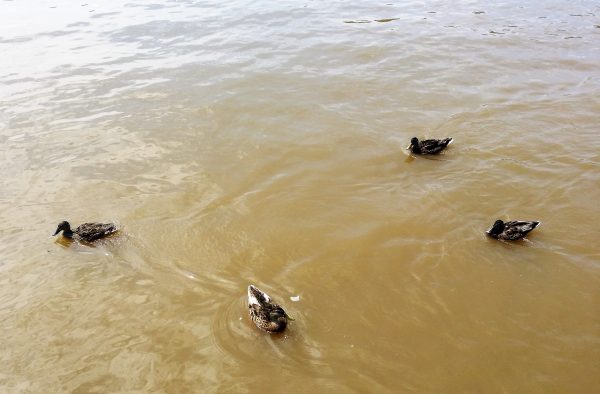 ducks at Lighthouse Restaurant