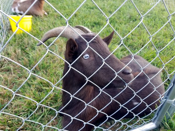 feed-goat-amazing-fall-fun-corn-maze-waterloo-indiana