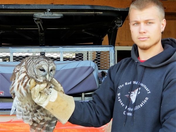 owl at red wolf