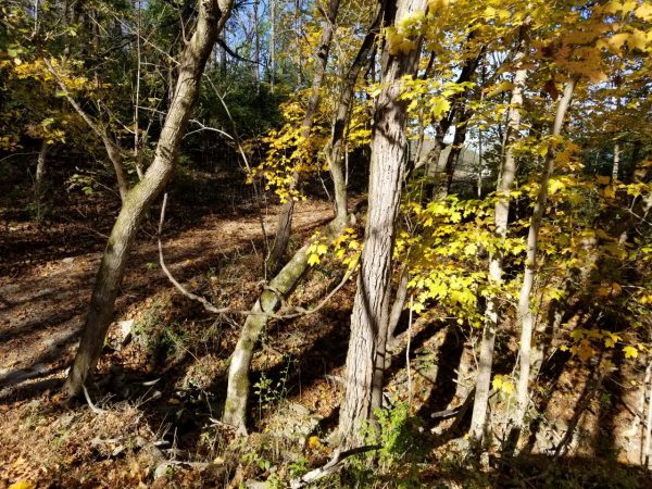 outdoor habitat red wolf