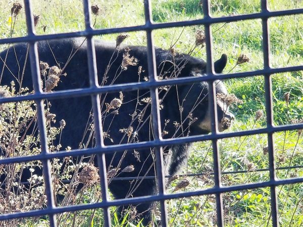 black bear at red wolf