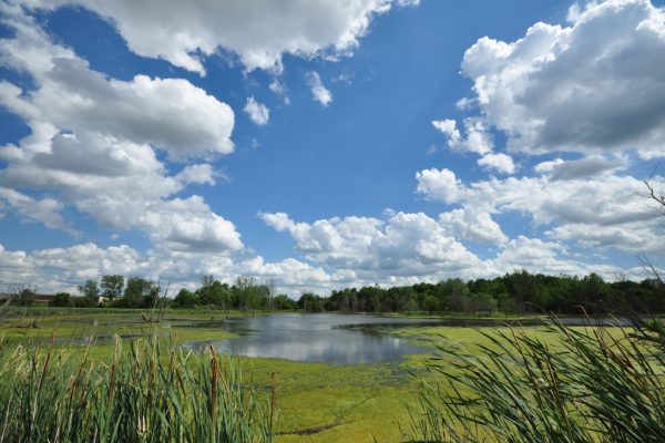 Celery Bog Nature Area