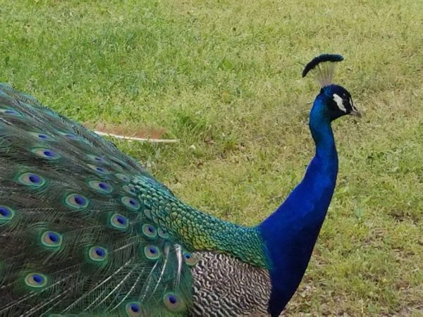 peacock-amish-acres-nappanee