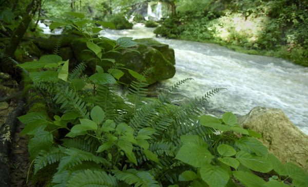 cave river tour