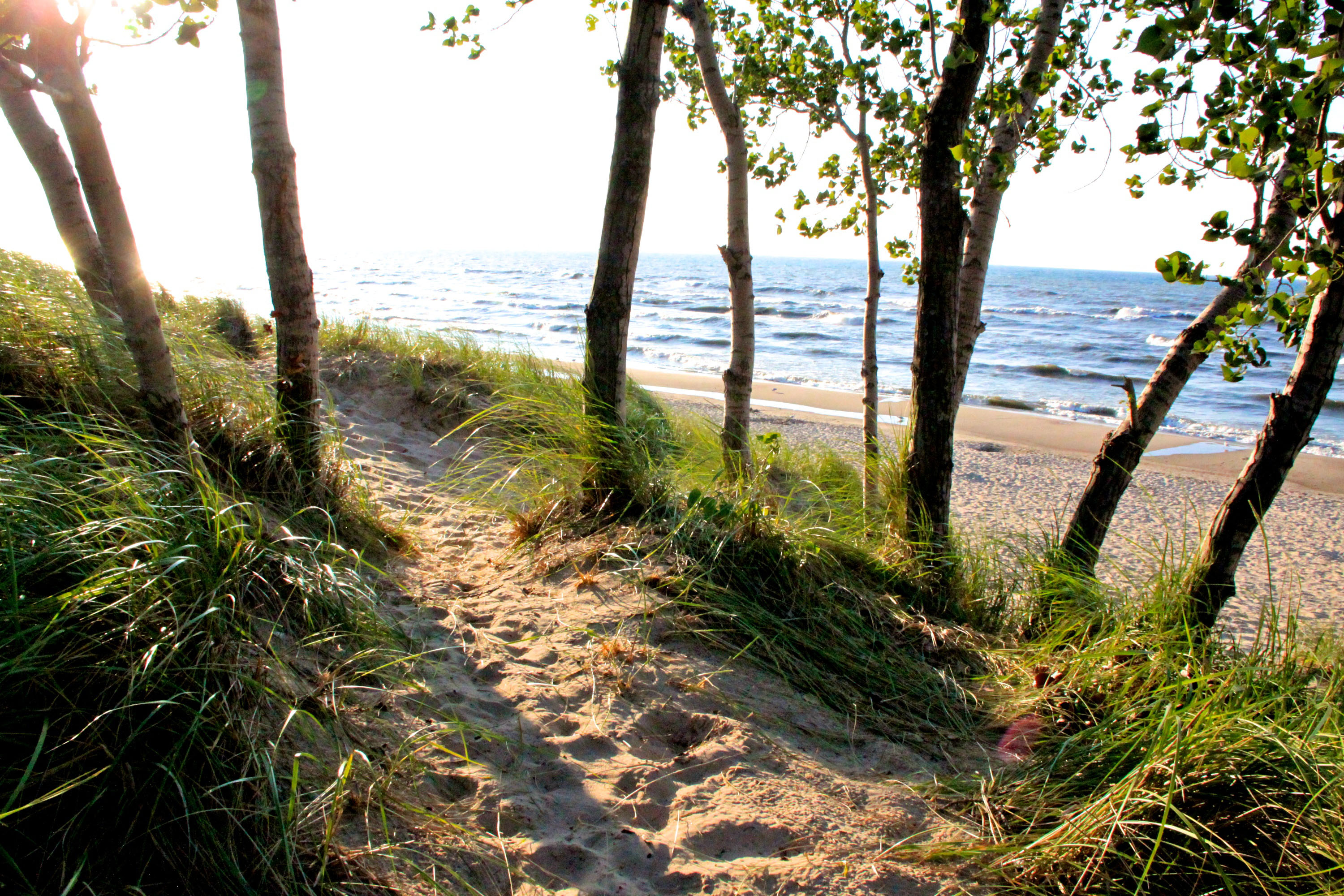 are dogs allowed at indiana dunes national park