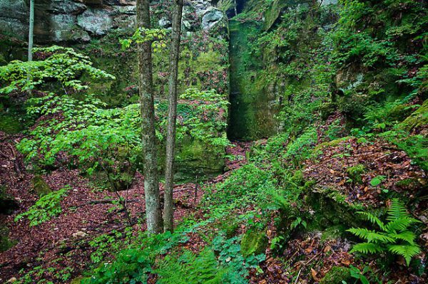 Fern Cliff Nature Preserve