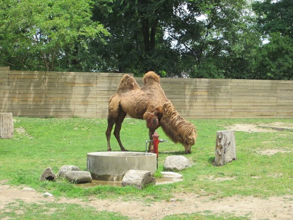 Potawatomi Zoo