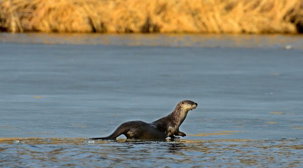 Prophetstown State Park is home to a unique mix of wildlife