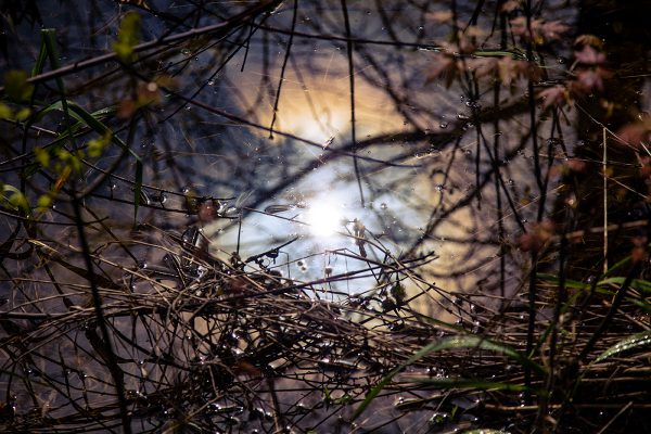 Craddock Wetland Nature Preserve